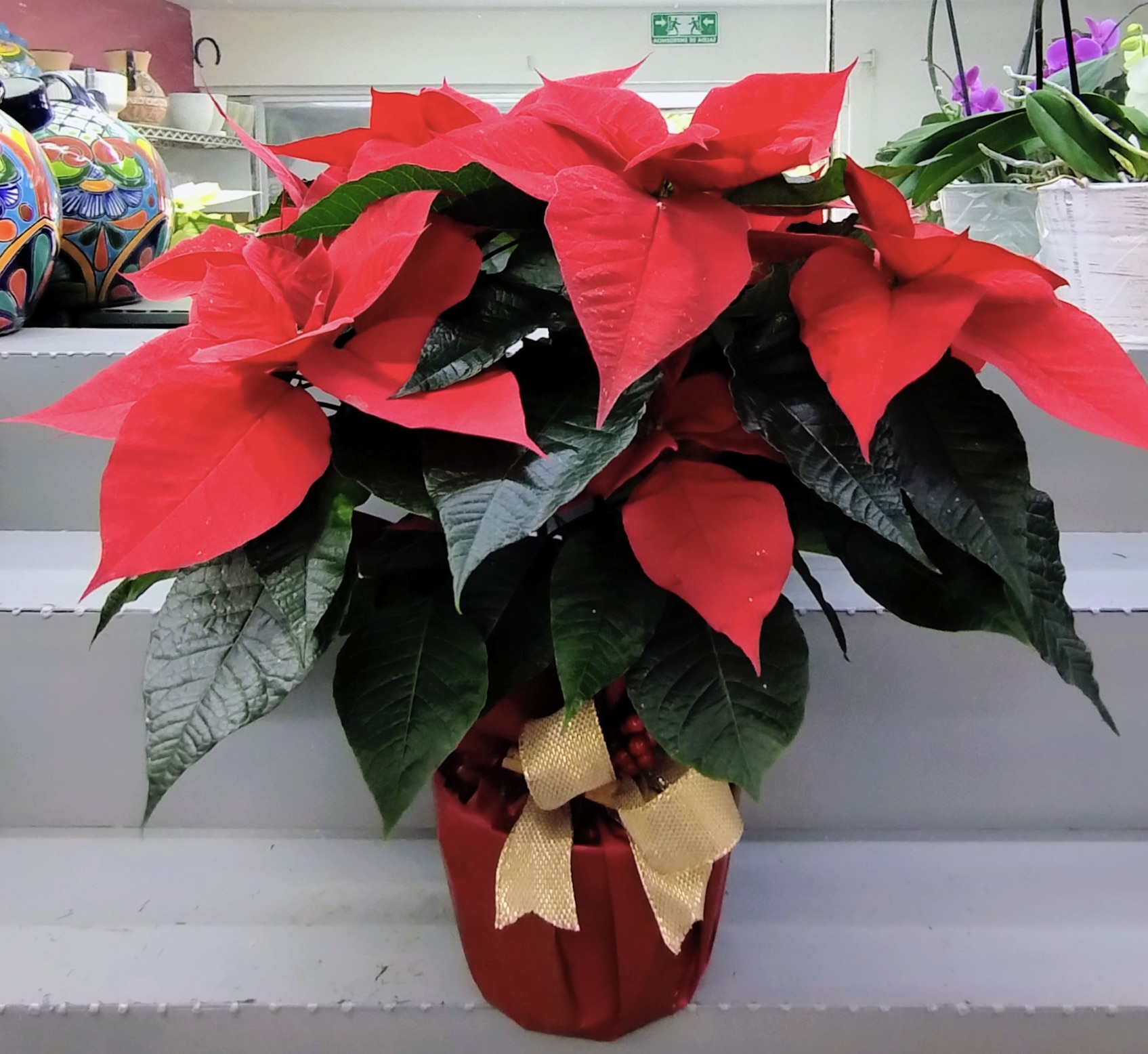 Nochebuena 6" NOCHEBUENA